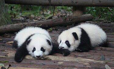 Panda, Chengdu, Chinatrip, Two panda cubs with black-and-white fur resting on weathered wooden steps outdoors in a forested area.