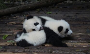 chengdu, pandas, sichuan, china, china tour, Two panda cubs snuggling together on a wooden platform outdoors.
