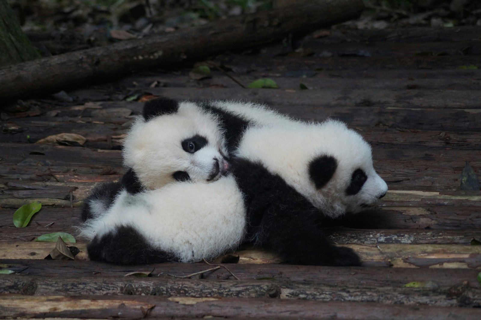 chengdu panda china travel