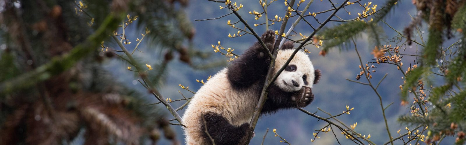 Adorable panda cubs playing at the Wolong Panda Research Base, China.