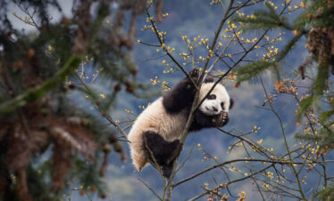 Adorable panda cubs playing at the Wolong Panda Research Base, sichuan, China., Giant panda clinging to tree branches with yellow blossoms and a mountainous, blurred background.