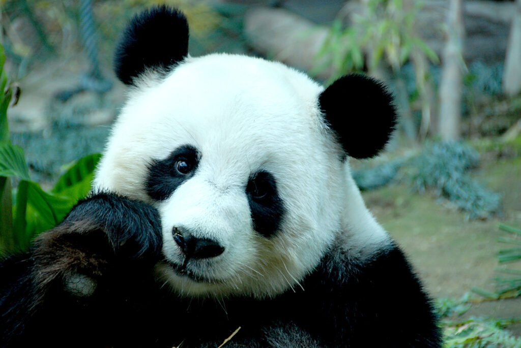 panda