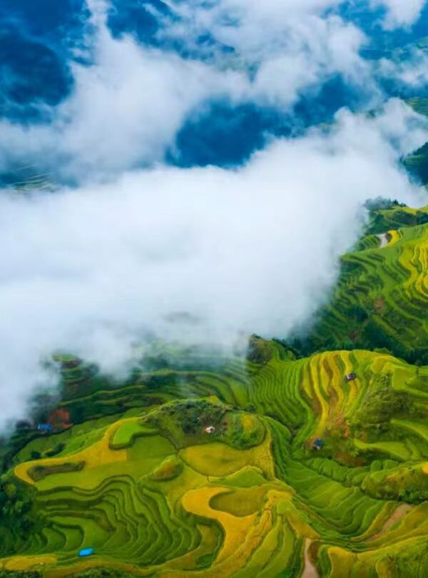 Miao Village View in Guizhou, china, china tour, Aerial view of terraced rice fields in green and gold, with clouds drifting over a misty valley.
