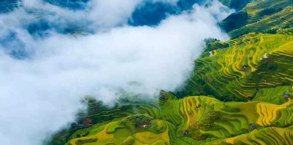 Miao Village View in Guizhou, china, china tour, Aerial view of terraced rice fields in green and gold, with clouds drifting over a misty valley.