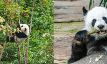panda, chengdu, sichuan, china, china tour, A panda clinging to a tree among green foliage, looking toward the branches.