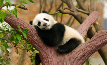 Sleeping giant panda baby, panda, chengdu, sichuan, china, china tour, Panda cub resting on a pink tree trunk, chin on its paws, with green leaves around.