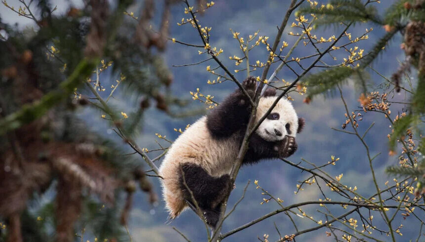 How to Make the Most of Your China Vacation Tour