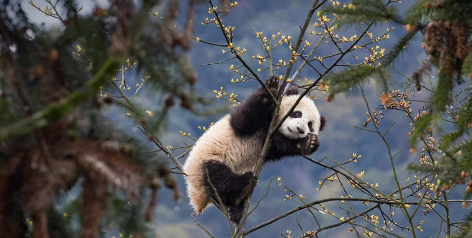 Giant panda, chengdu, china, china tour, Giant panda clinging to a tree branch with yellow blossoms in a forested area outside mountain terrain.
