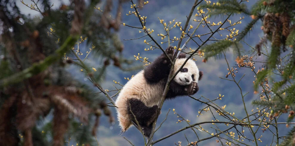 Giant panda, chengdu, china, china tour, Giant panda clinging to a tree branch with yellow blossoms in a forested area outside mountain terrain.