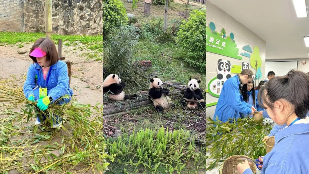 panda, chengdu, china, china tour, Woman in a blue jacket cutting bamboo outdoors, focused on the task.