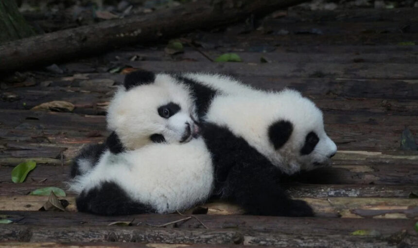 Private Tours versus Group Tours in China: Pros and Cons