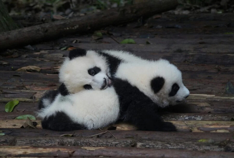 panda, chengdu, china tour, Two baby pandas cuddling together on a wooden deck in a forest setting.