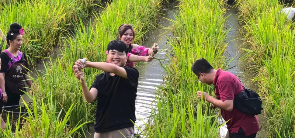 guizhou, china, china tour, Group of people in a flooded rice field, smiling; man in black shirt raises a handful of rice plants nearby the tall green stalks.