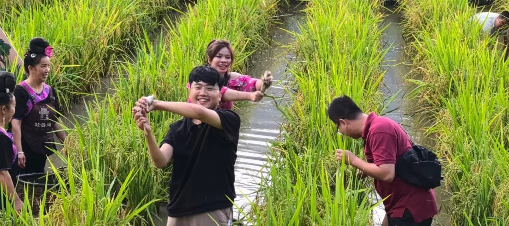 guizhou, china, china tour, Group of people in a flooded rice field, smiling; man in black shirt raises a handful of rice plants nearby the tall green stalks.