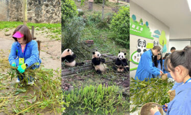 panda, chengdu, sichuan, china, chinatrip, Person in a pink visor and blue jacket cutting bamboo outdoors, wearing gloves and a lanyard badge.