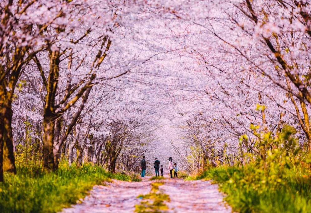 ingba Cherry Blossom Park