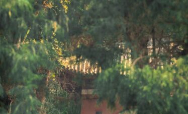5-Day Wudang Mountain Tai Chi Retreat, hubei, china tour, Stone pathway with steps winding through a shady garden, framed by tall trees and a red brick arch building in the distance.