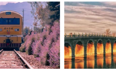 8-Day Yunnan Culinary Cultural Adventure, china, china tour, Yellow train on railroad tracks bordered by pink flowering bushes along the track horizon, scenic rural scene.