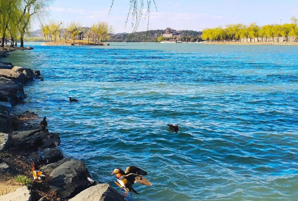 summer palace, beijing, china tour, Ducks perched on rocky shore beside bright blue lake with yellow-leaved trees in the background under a clear sky