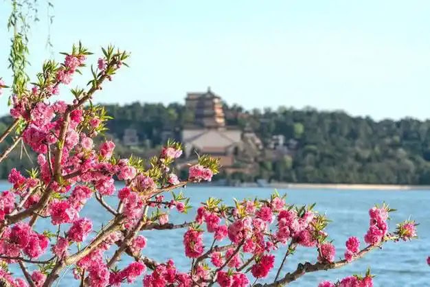 beijing, china, chinaexplorertour, Pink blossoms in the foreground with a lake and a distant temple on a hill across the water.