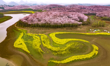 guizhou pingba sakura scenic area, guizhou, china tour, Aerial view of pink cherry blossoms on rolling hills beside a winding river and bright yellow fields below.