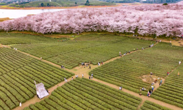 guizhou pingba sakura scenic area, guizhou, china tour, Aerial view of a vast tea plantation with parallel rows and a line of pink-blossom trees along a hillside, with visitors walking the paths.