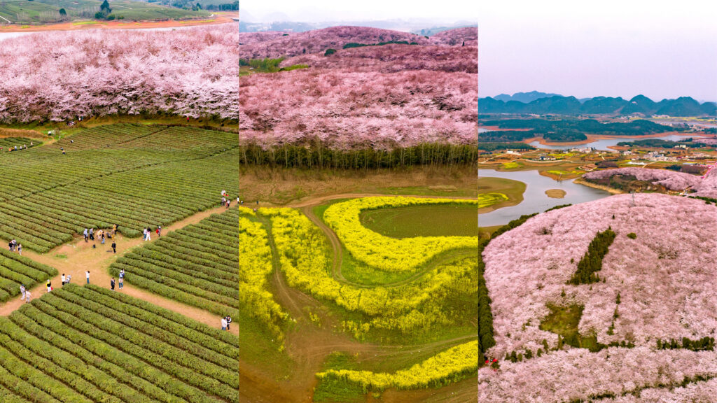 guizhou flower