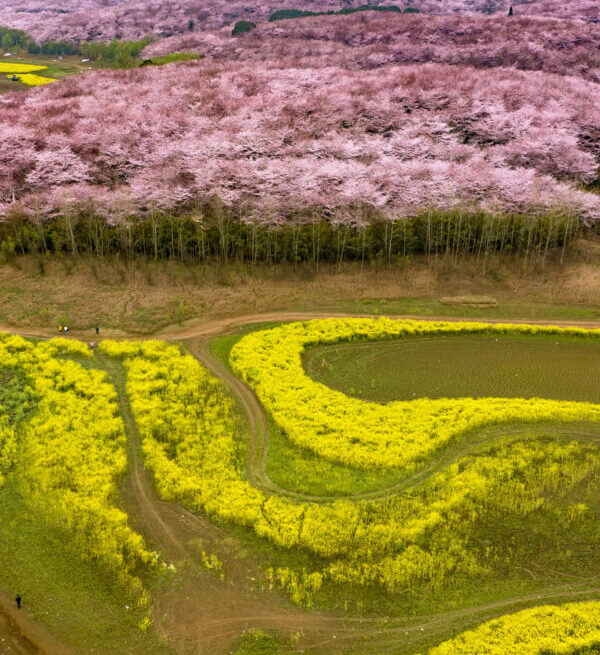 guizhou, chinatrip, Aerial view of pink cherry blossom trees on hills above fields of bright yellow canola with winding dirt paths and a few walkers.