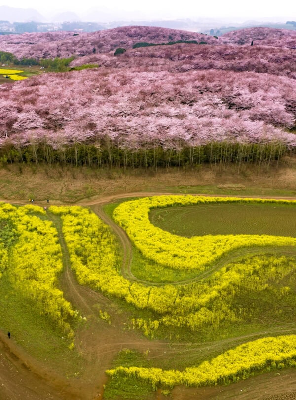 guizhou, chinatrip, Aerial view of pink cherry blossom trees on hills above fields of bright yellow canola with winding dirt paths and a few walkers.