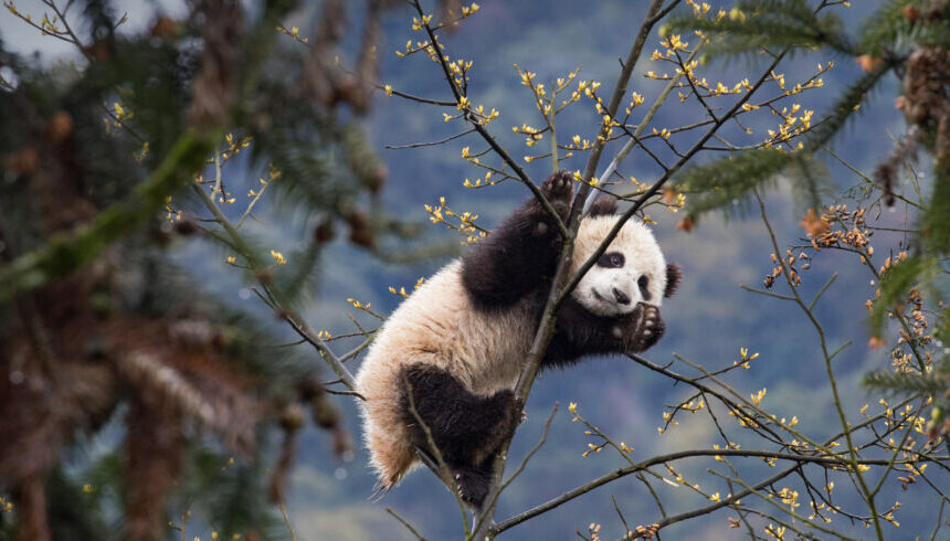 Discover the Diversity of China with Multi-City Tours from China Explorer Tour