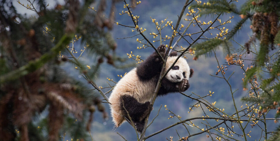 panda, chengdu, chinatrip, Giant panda clinging to a tree branch with small yellow blossoms and a forested background.