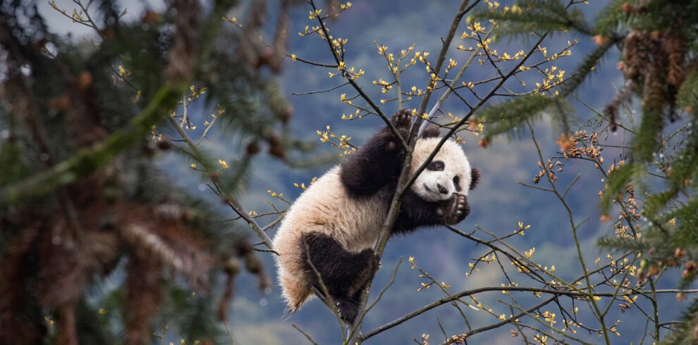 panda, chengdu, chinatrip, Giant panda clinging to a tree branch with small yellow blossoms and a forested background.