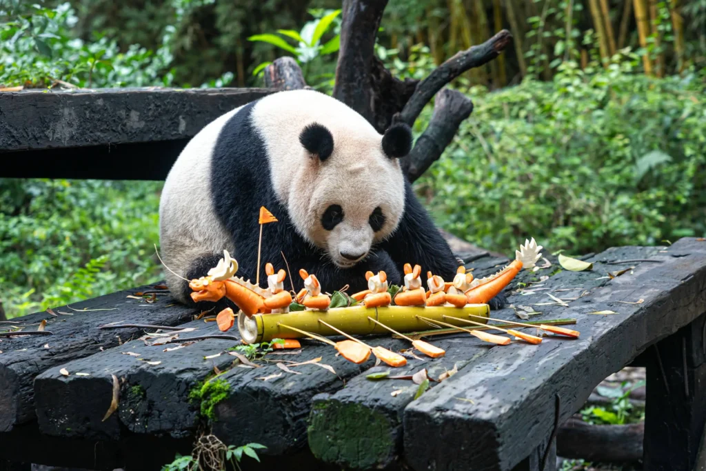 Panda in Chongqing