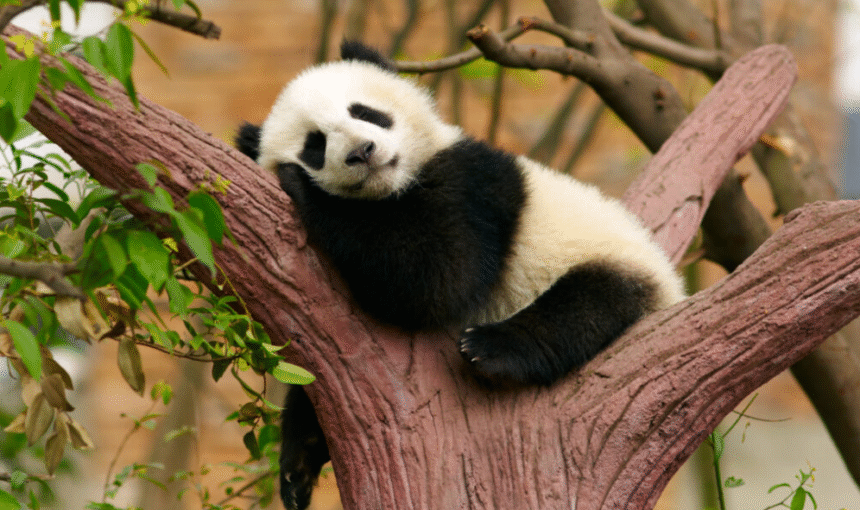 Chengdu Attractions: A Day Trip to the Panda Base and the Leshan Giant Buddha