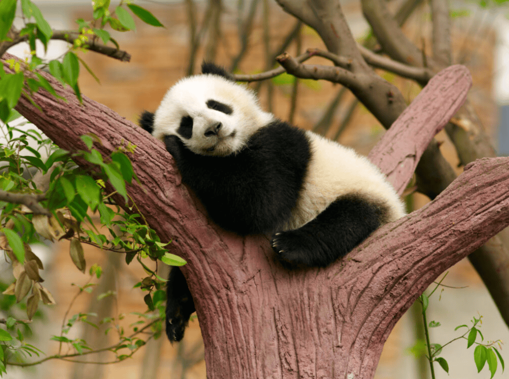 Panda Base,Chengdu,Chinatour Panda cub resting on a pink tree branch with eyes closed, in a zoo-like setting.