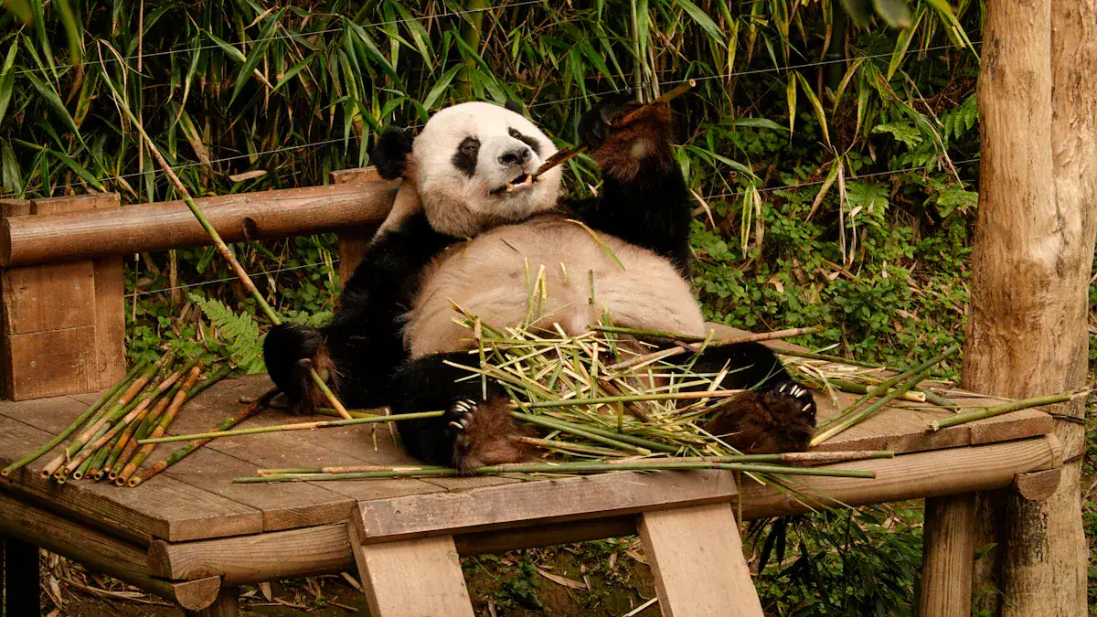 Highlights and Tips at Chongqing Zoo