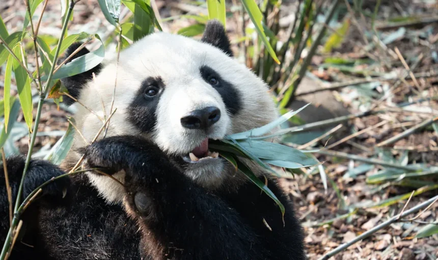 Step-by-Step Tips for Exploring the Chengdu Research Base of Giant Panda Breeding