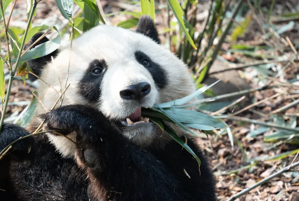 Base of Giant Panda Breeding,Chengdu,Chinatour Giant panda munching bamboo among green stalks in a natural-looking setting, close-up view of its face and paws