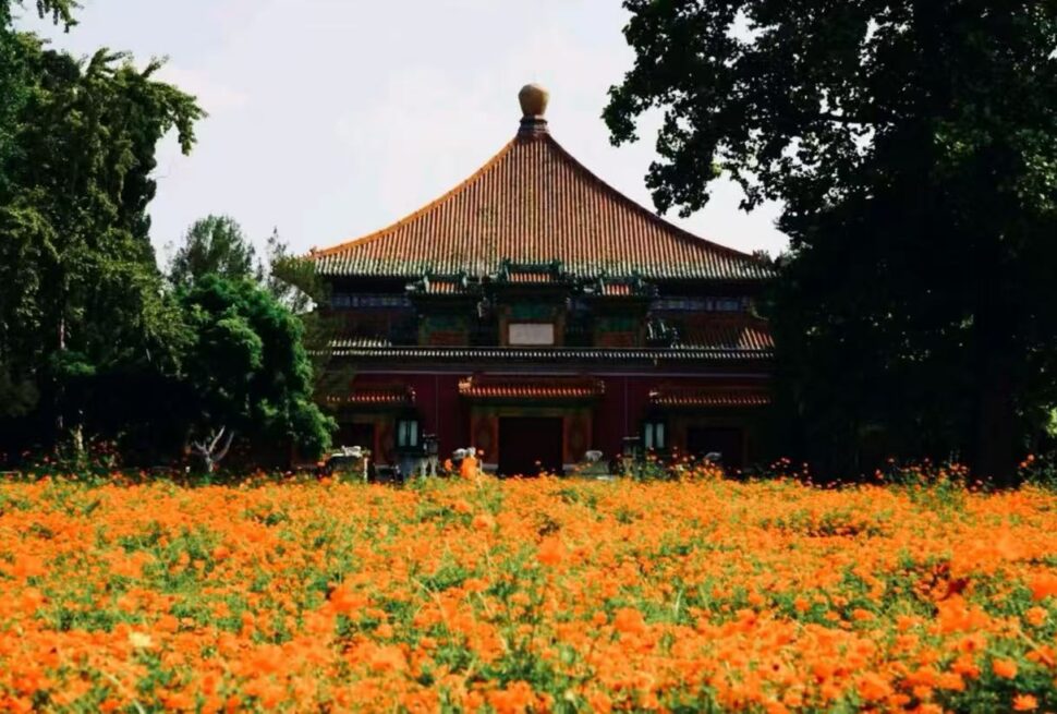 Traditional temple with a curved orange-tiled roof rising above an orange flower field in front.