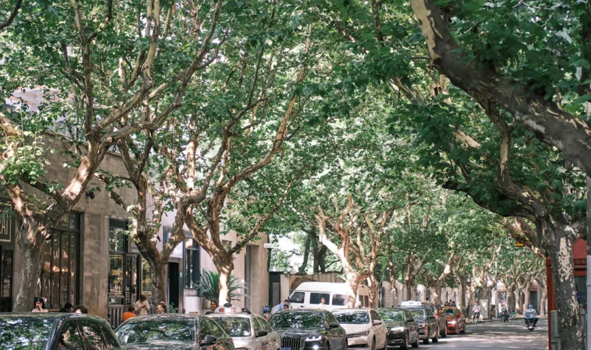 Walk like a local in Shanghai Former French Concession