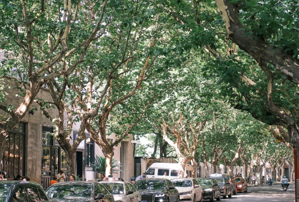 Tree-lined city street with parked cars and pedestrians by shopfronts on the left side of the road