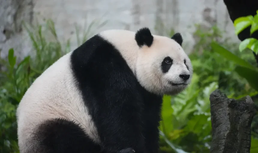 Your Step-by-Step Guide to Visiting Chongqing Zoo and Panda House