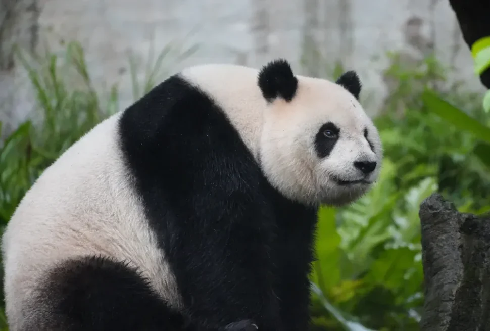 Chongqing Zoo and Panda House,Chongqing,Chinatour Adult giant panda sitting in a green enclosure, looking to the right.