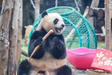 Beijing Zoo,Beijing,Chinatour Giant panda sitting outdoors, holding and biting a wooden stick in a playful enclosure with a pink bowl nearby and Chinese New Year décor card nearby