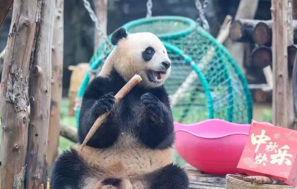 Giant panda sitting outdoors, holding and biting a wooden stick in a playful enclosure with a pink bowl nearby and Chinese New Year décor card nearby