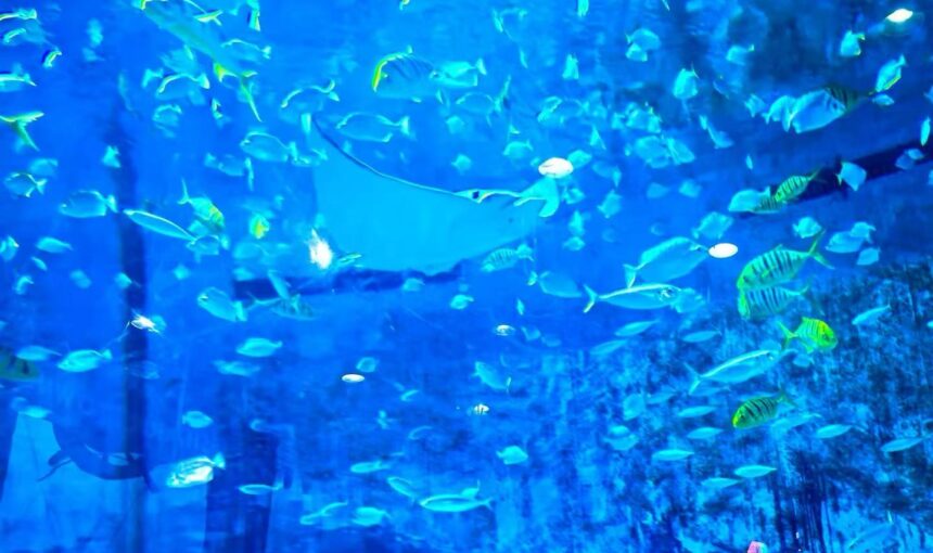 Beijing Aquarium Travel Tips and Must-See Highlights