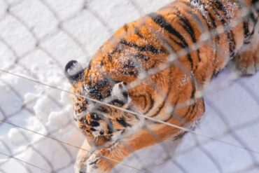 Tiger in a snowy enclosure seen through a chain-link fence at a zoo.