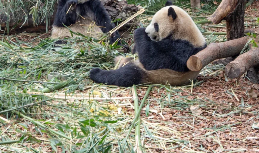 Step-by-Step Guide to Becoming a Panda Volunteer at Wolong Panda Base
