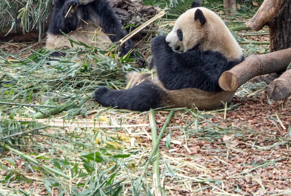 Giant panda sitting and eating bamboo in a zoo enclosure, with bamboo scattered on the ground and another panda in the background.