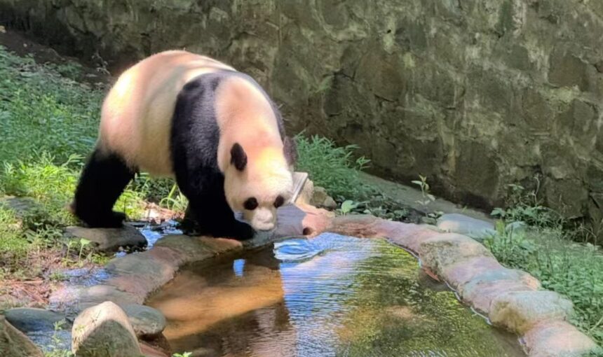 How to Book Tickets for Chengdu Paradise Panda Park